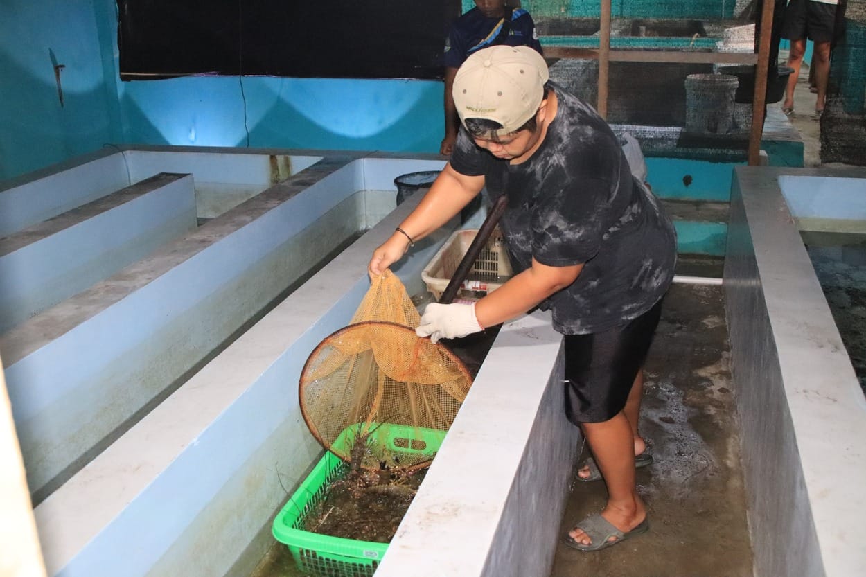 300 Ekor Lobster Hasil Budi Daya Dilepas ke Laut