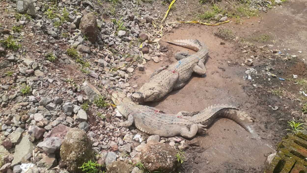 Buaya Berkeliaran di Sawah Hebohkan Warga Cianjur