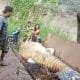 Buaya Berkeliaran di Sawah Hebohkan Warga Cianjur