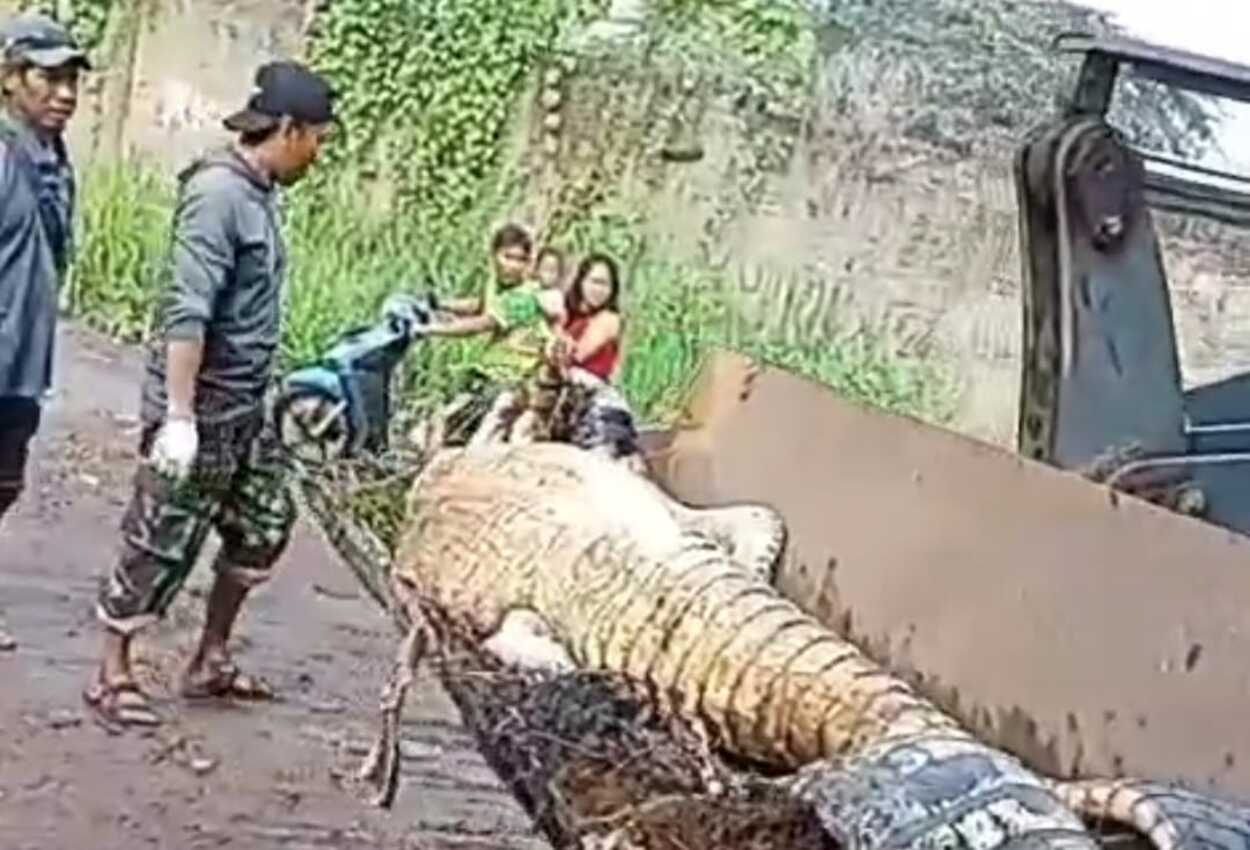 Buaya Berkeliaran di Sawah Hebohkan Warga Cianjur