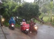 Pohon Tumbang di Jalan Ciranjang-Jati Cianjur Tutup Akses