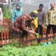 Saung Inflasi Pemkab Bogor Resmi Meluncur