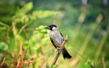 Desa Sugihmukti di Kab Bandung Incaran Pecinta Burung