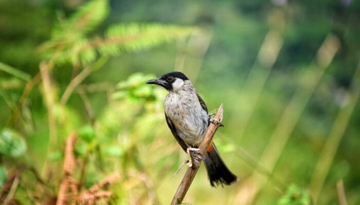 Desa Sugihmukti di Kab Bandung Incaran Pecinta Burung