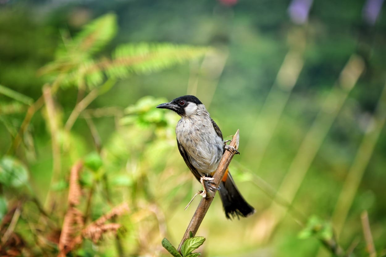 Desa Sugihmukti di Kab Bandung Incaran Pecinta Burung