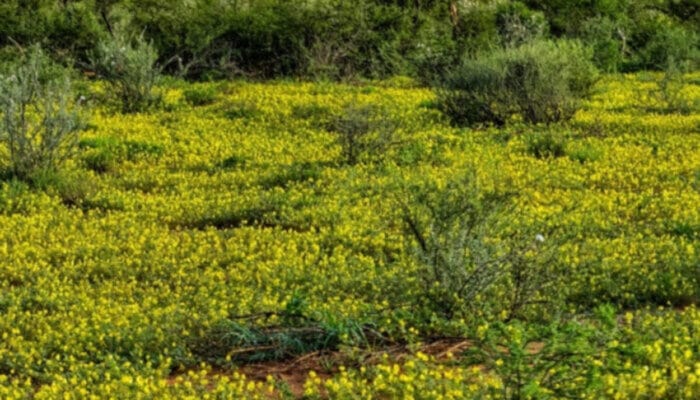 Menyelami Keindahan Padang Rumput Savana di Lembah Jemplang