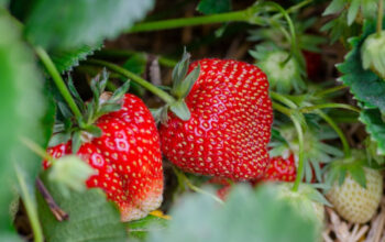 Penyebab Tanaman Strawberry Mati dan Cara Mengatasinya agar Tetap Subur