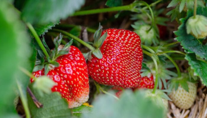 Penyebab Tanaman Strawberry Mati dan Cara Mengatasinya agar Tetap Subur