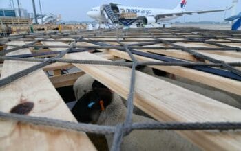 Perdana, Kargo di Bandara Kertajati Bawa 100 Domba dari Austalia