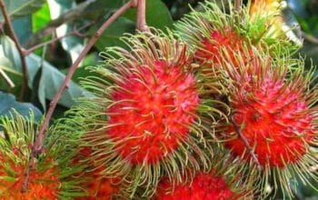 10 Manfaat Buah Rambutan yang Harus Anda Ketahui