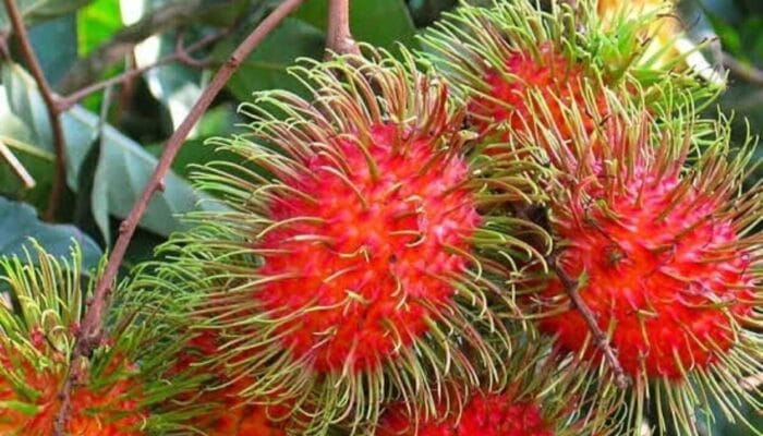 10 Manfaat Buah Rambutan yang Harus Anda Ketahui