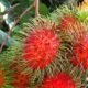 10 Manfaat Buah Rambutan yang Harus Anda Ketahui