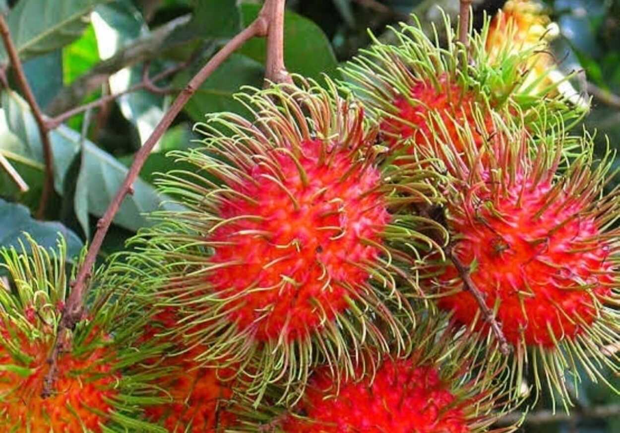 10 Manfaat Buah Rambutan yang Harus Anda Ketahui