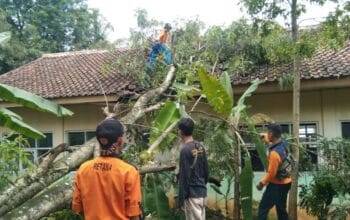 SDN Sindangjaya 3 Cianjur Ambyar Tertimpa Pohon