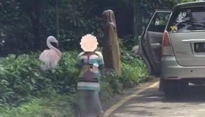 Viral Video Pengunjung Turun dari Mobil di Taman Safari Indonesia