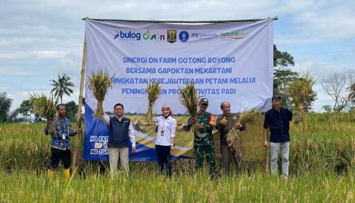 Dukung Program Swasembada Pangan, Perum Bulog Tinjau Panen Padi On Farm Gotongroyong Poktan di Kebonpedes