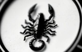 Ramalan Zodiak Scorpio 5 Maret 2025