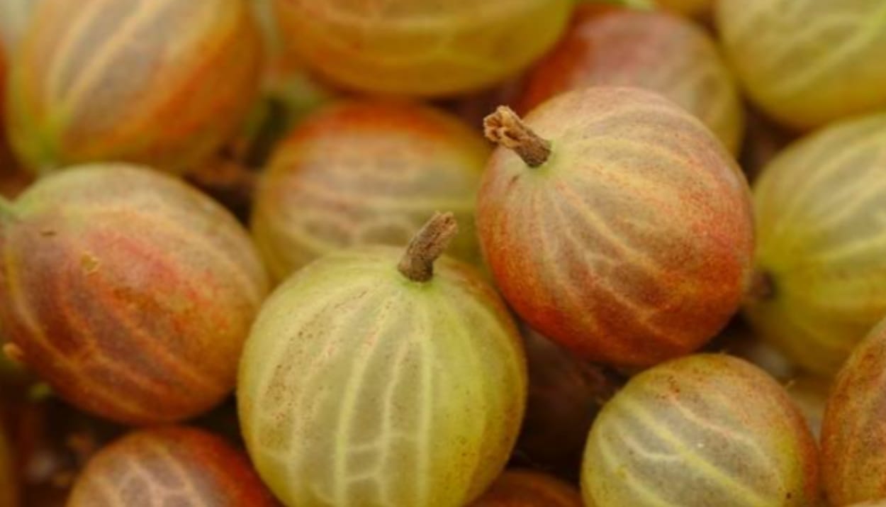 Banyak di Indonesia! Buah Golden Berry Menjadi Ekspor Unggulan