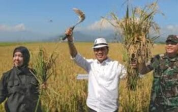 Ketua DPRD Kabupaten Bandung Hadiri Panen Raya Padi Serentak
