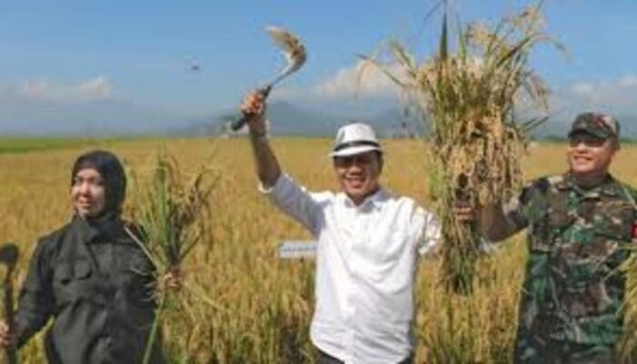 Ketua DPRD Kabupaten Bandung Hadiri Panen Raya Padi Serentak