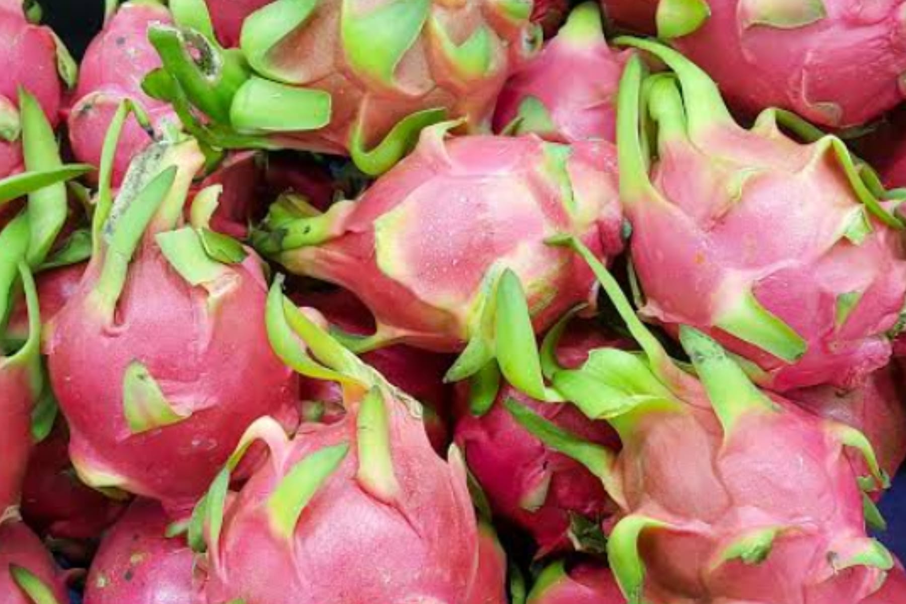 Buah Naga jadi Sumber Kesehatan Jantung