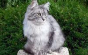 Cara Efektif Mengatasi Alergi Bulu Kucing