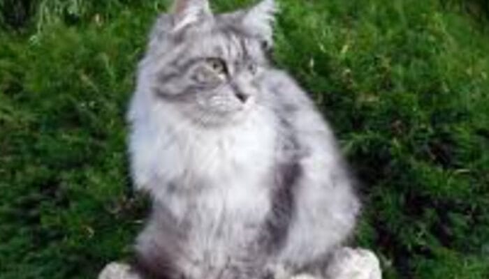 Cara Efektif Mengatasi Alergi Bulu Kucing