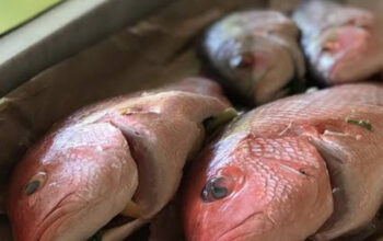 Ikan Kakap Sebagai Sumber Protein Berkualitas