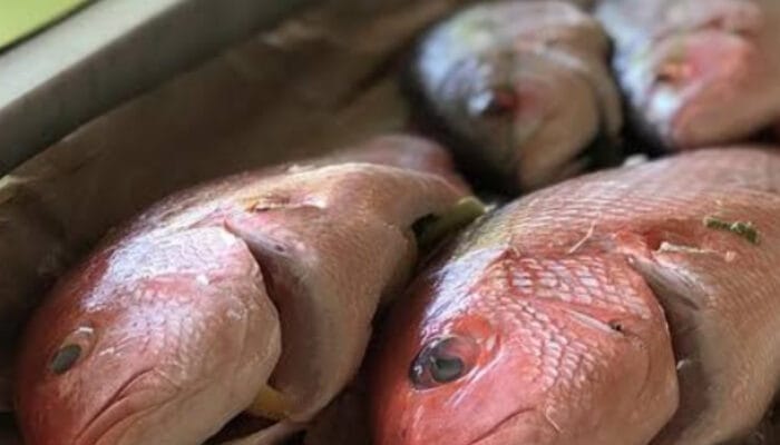 Ikan Kakap Sebagai Sumber Protein Berkualitas