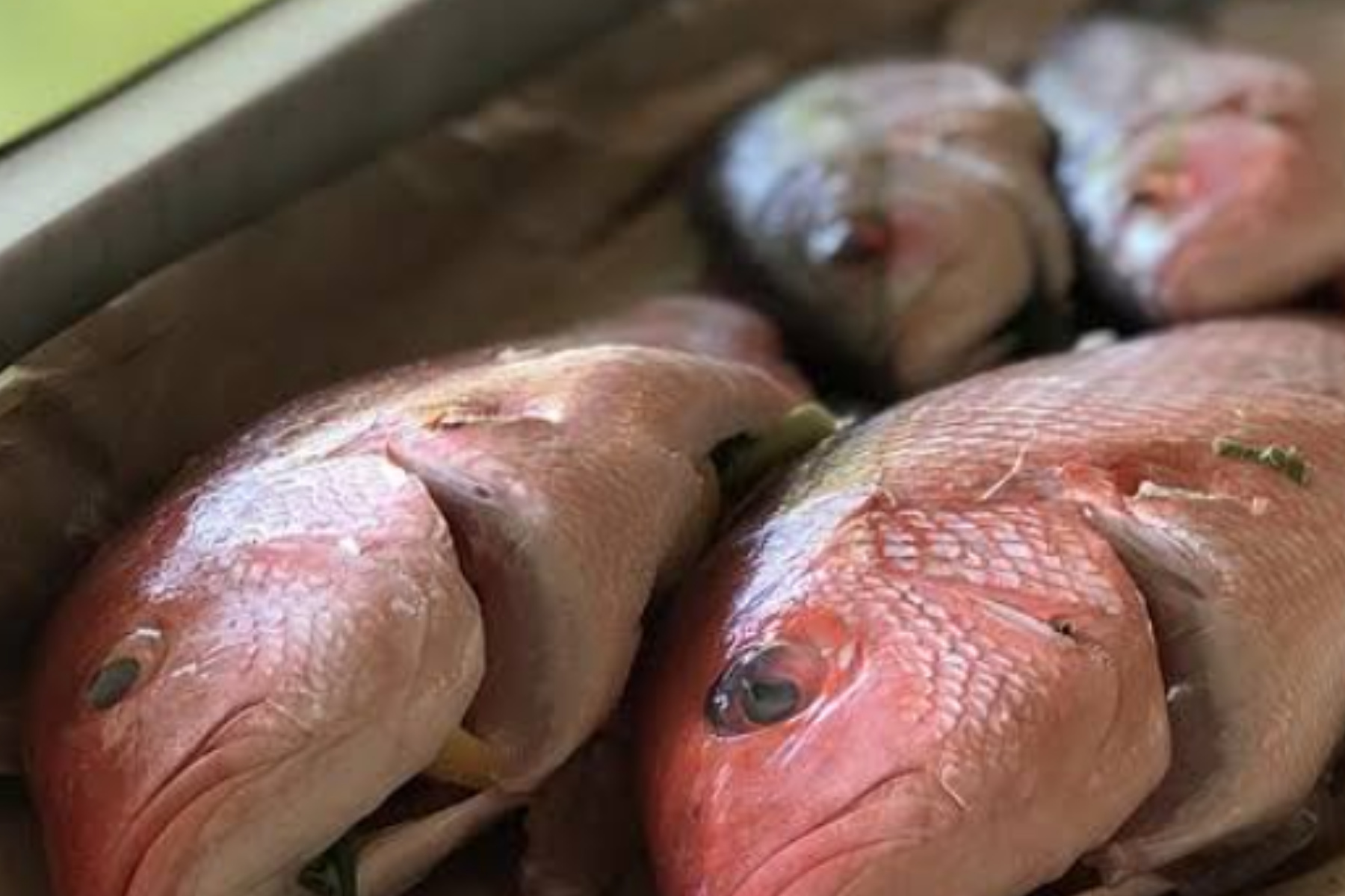 Ikan Kakap Sebagai Sumber Protein Berkualitas