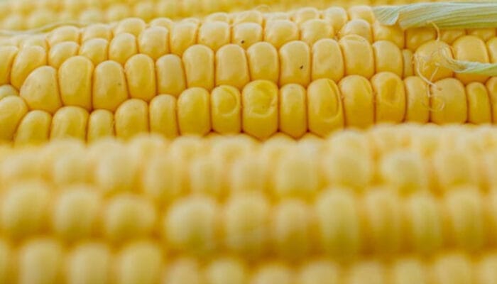 Jagung Manis jadi Sumber Karbohidrat Kompleks