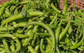 Kacang Roay jadi Superfood Murah yang Kaya Nutrisi