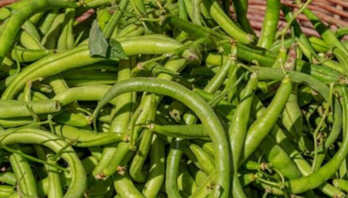 Kacang Roay jadi Superfood Murah yang Kaya Nutrisi