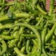 Kacang Roay jadi Superfood Murah yang Kaya Nutrisi