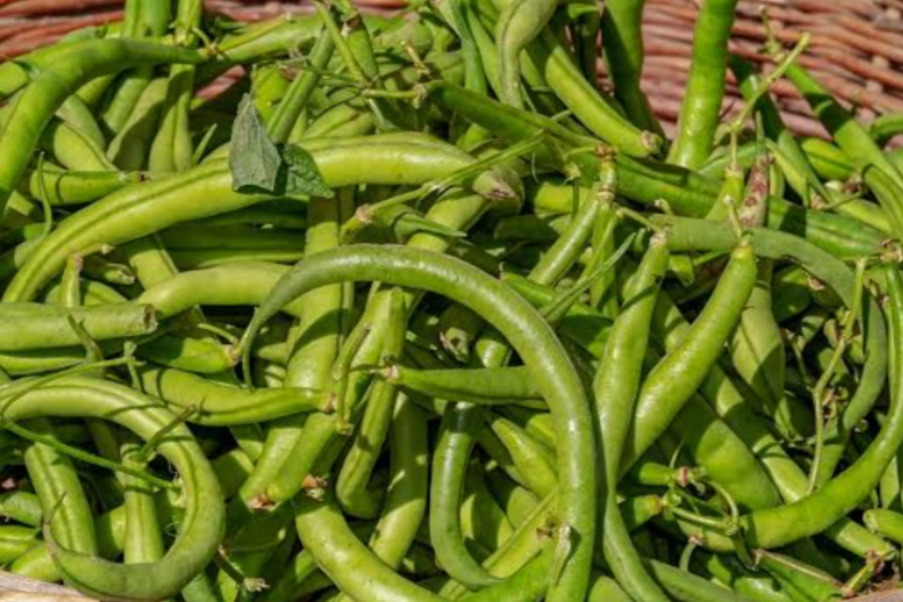Kacang Roay jadi Superfood Murah yang Kaya Nutrisi