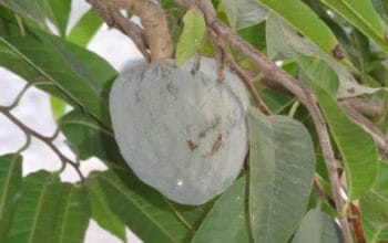 Manfaat Daun Sirsak