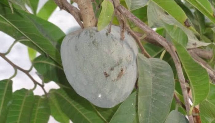Manfaat Daun Sirsak