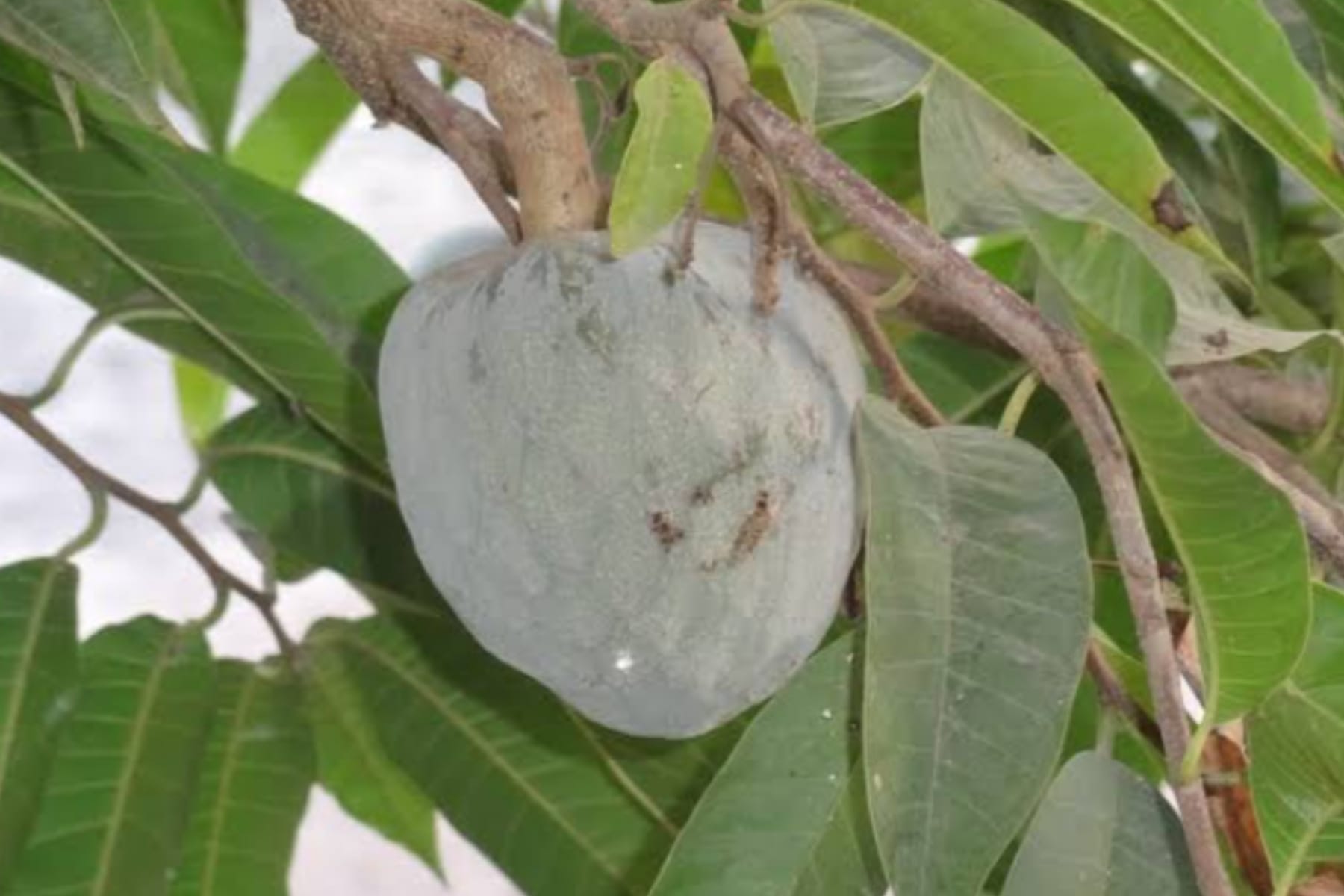 Manfaat Daun Sirsak