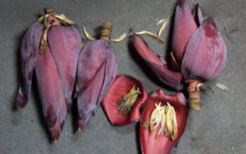 Manfaat Jantung Pisang untuk Kesehatan Seorang Ibu