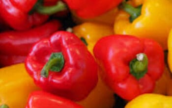 Manfaat Paprika, Rahasia Vitamin C Tinggi untuk Daya Tahan Tubuh