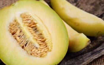 Melon jadi Buah Segar yang Menjaga Kesehatan Kulit Cantik