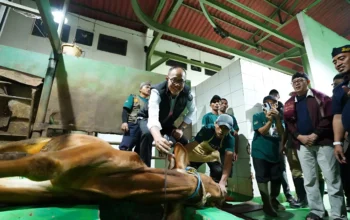 21 Sapi Kurban Disembelih Pemkot Sukabumi di RPH