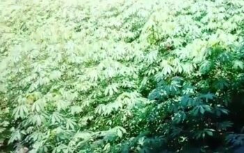 7 Manfaat Daun Singkong untuk Kesehatan