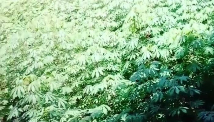 7 Manfaat Daun Singkong untuk Kesehatan