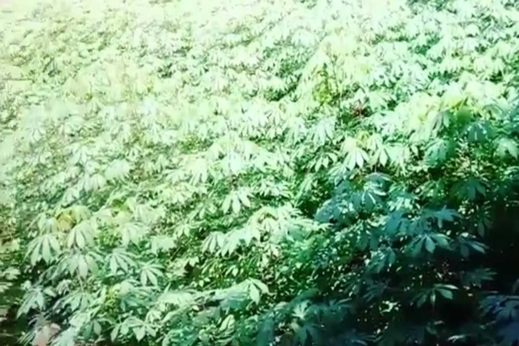 7 Manfaat Daun Singkong untuk Kesehatan