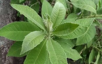 Daun Sembung: Herbal Serbaguna dengan Segudang Khasiat