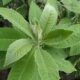 Daun Sembung: Herbal Serbaguna dengan Segudang Khasiat