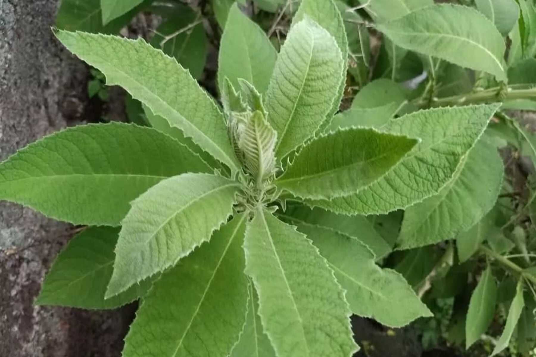 Daun Sembung: Herbal Serbaguna dengan Segudang Khasiat