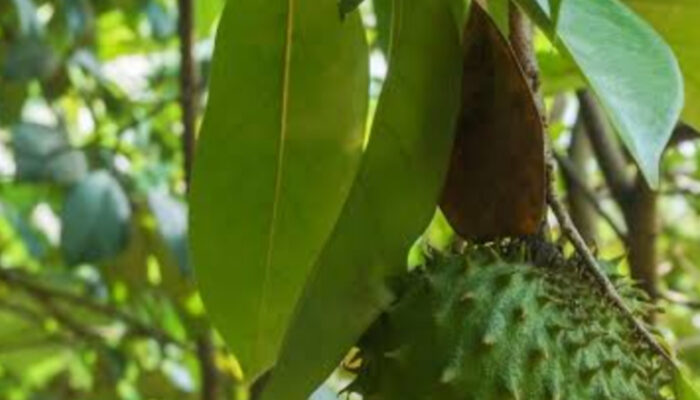 Daun Sirsak Senjata Alami Melawan Sel Kanker