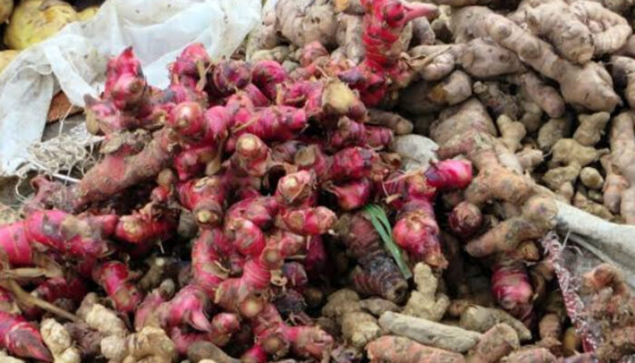 Jahe Merah Sang Penjaga Imun